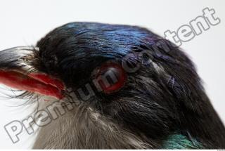 Cuban Trogon-Priotelus temnurus 0022